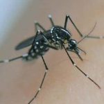 maladie Dengue